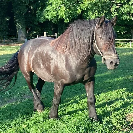 Apartmán Kuhlmanns Hof Vlotho