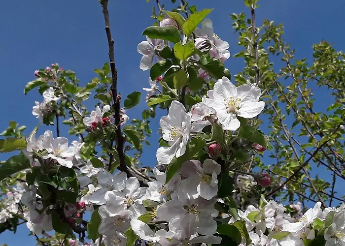 Kuhlmanns Hof Appartement