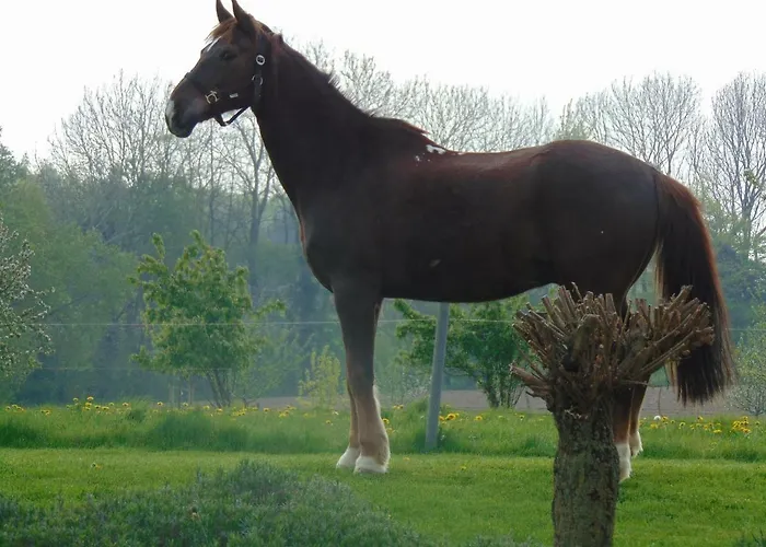 Daire Kuhlmanns Hof *